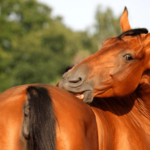Understanding Sweet Itch - A Common Skin Condition in Horses